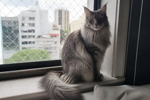 Maine coon de pelo largo en alféizar de depto con red, foto Gemini (no stock)