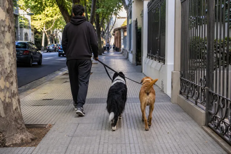 Paseador con dos perros en vereda de CABA, foto Gemini (no stock)