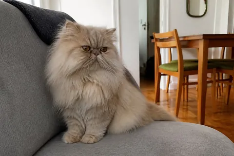 Gato persa de pelo largo crema en sillón de depto, foto Gemini (no stock)