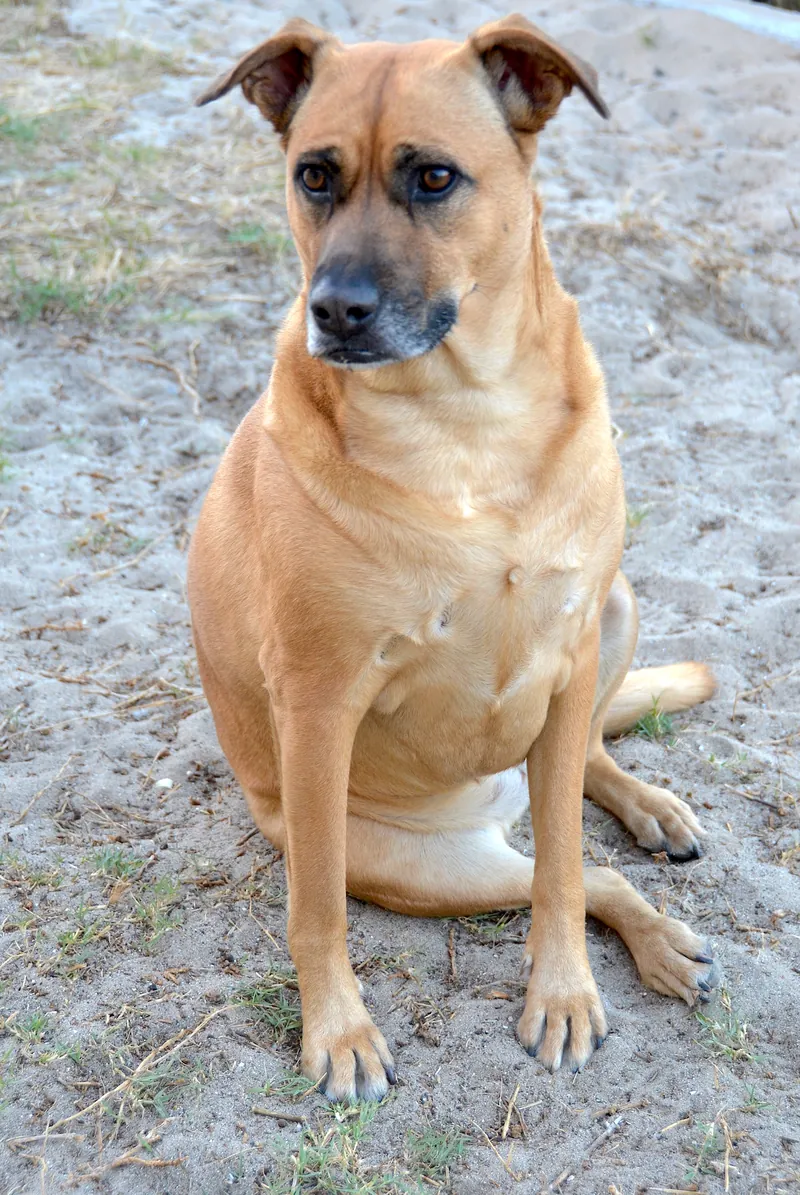 Perro de pelo corto color canela y hocico oscuro, sentado al aire libre