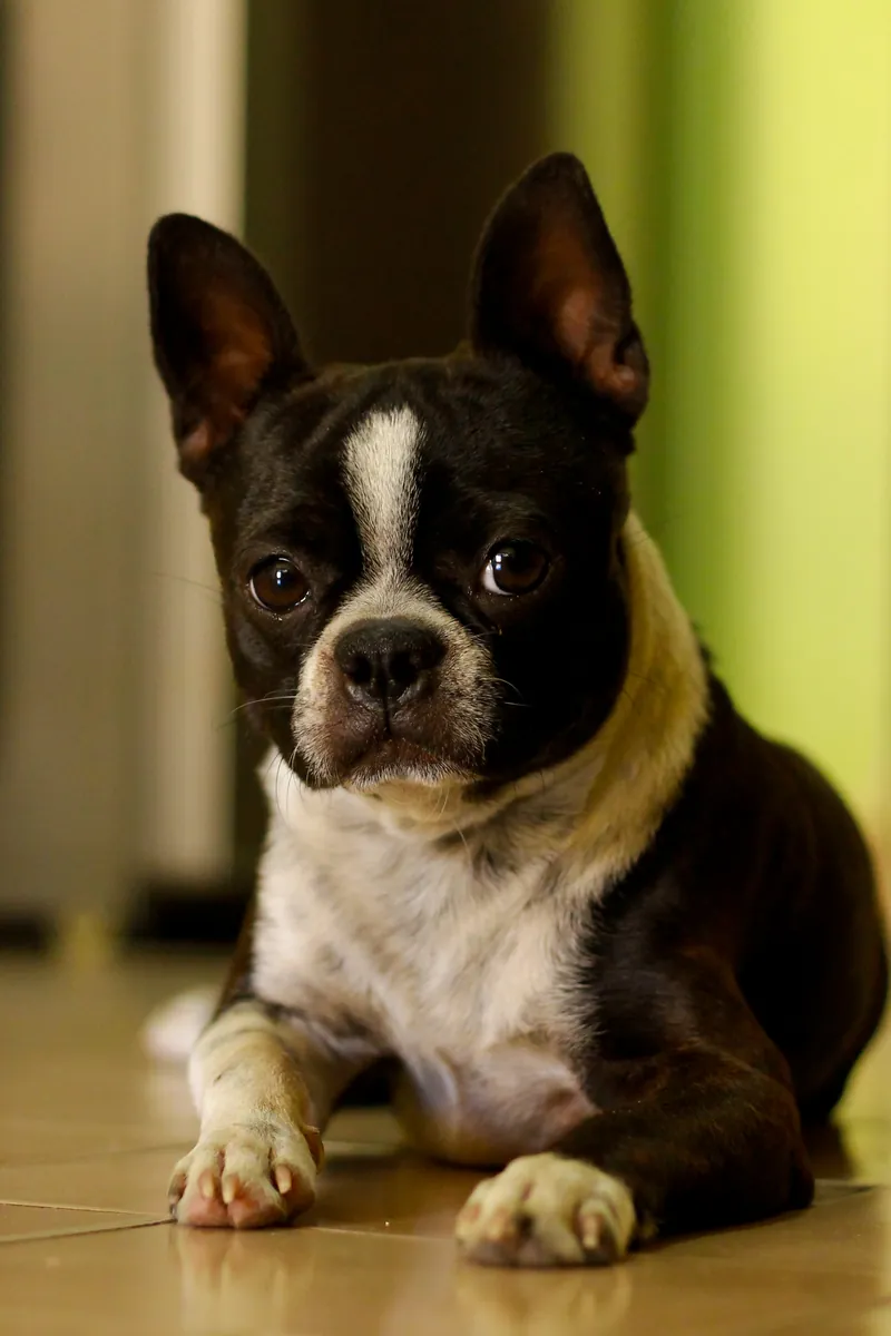 Boston terrier blanco y negro recostado, con orejas erguidas y patas delanteras visibles