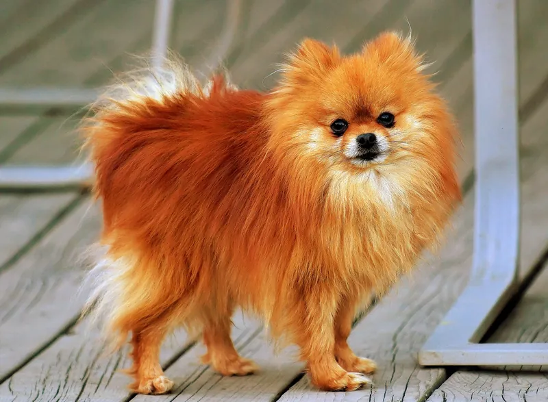 Pomerania de pelo anaranjado de pie sobre una tarima, con cola abundante sobre el lomo