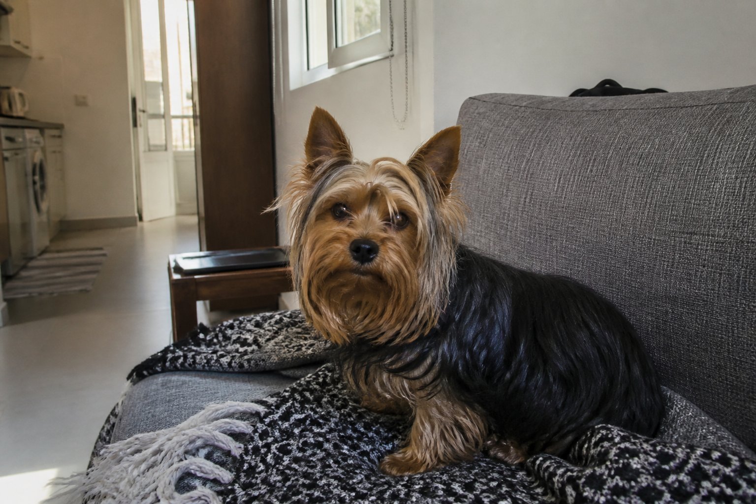 Yorkshire terrier de pelo largo en un sillón de depto, foto Gemini (no stock)